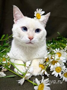 Кошка Каспер приют Беригиня