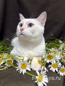 Кошка Каспер приют Беригиня