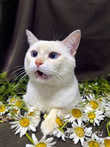Кошка Каспер приют Беригиня