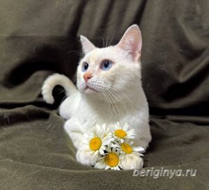Кошка Каспер приют Беригиня