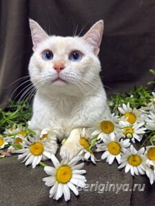 Кошка Каспер приют Беригиня