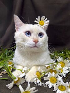 Кошка Каспер приют Беригиня