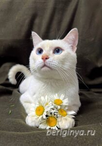 Кошка Каспер приют Беригиня