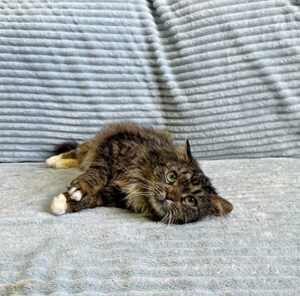 Кошка Кассум приют Беригиня