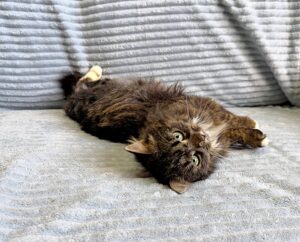 Кошка Кассум приют Беригиня