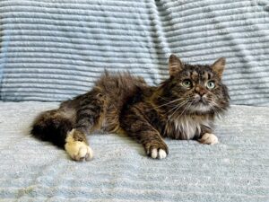 Кошка Кассум приют Беригиня