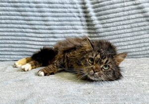Кошка Кассум приют Беригиня