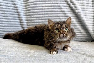 Кошка Кассум приют Беригиня