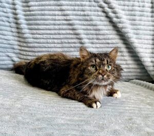 Кошка Кассум приют Беригиня