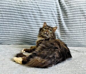 Кошка Кассум приют Беригиня