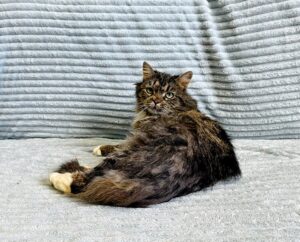 Кошка Кассум приют Беригиня