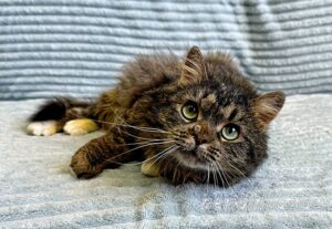 Кошка Кассум приют Беригиня