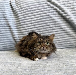 Кошка Кассум приют Беригиня