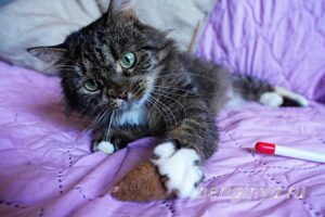 Кошка Касум приют Беригиня