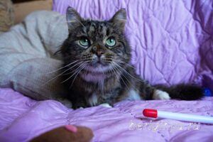 Кошка Касум приют Беригиня