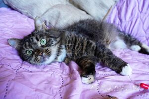 Кошка Касум приют Беригиня