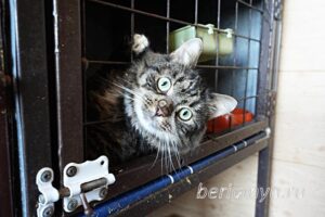 Кошка Касум приют Беригиня
