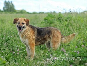 Собака Лампа приют Беригиня