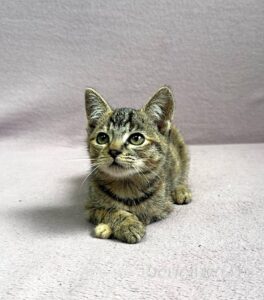Кошка Кэт приют Беригиня