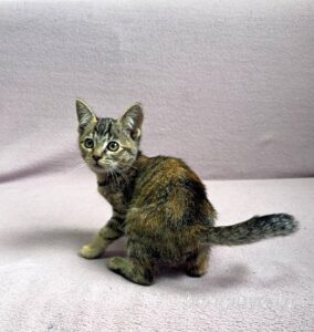 Кошка Кэт приют Беригиня