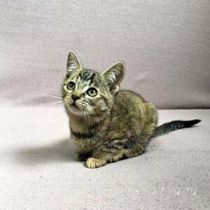 Кошка Кэт приют Беригиня