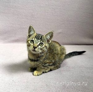 Кошка Кэт приют Беригиня