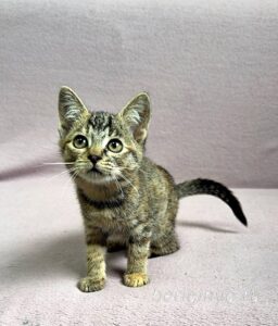 Кошка Кэт приют Беригиня
