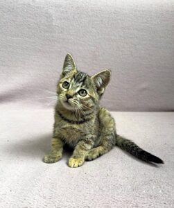 Кошка Кэт приют Беригиня