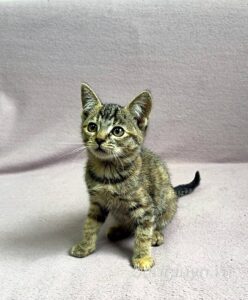 Кошка Кэт приют Беригиня