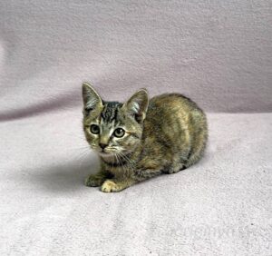 Кошка Кэт приют Беригиня