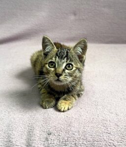 Кошка Кэт приют Беригиня