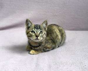 Кошка Кэт приют Беригиня