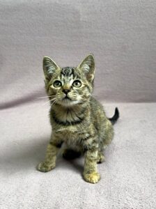 Кошка Кэт приют Беригиня