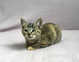 Кошка Кэт приют Беригиня