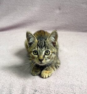 Кошка Кэт приют Беригиня