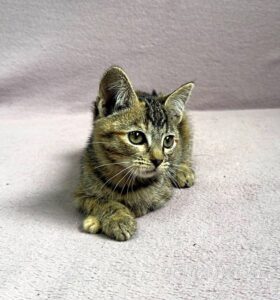 Кошка Кэт приют Беригиня