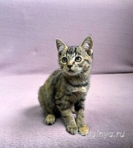 Кошка Кэт приют Беригиня