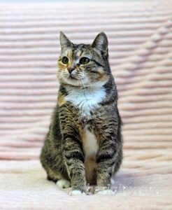 Кошка Катя приют Беригиня