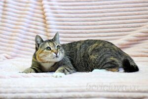 Кошка Катя приют Беригиня