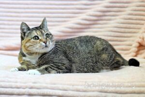 Кошка Катя приют Беригиня