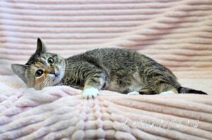 Кошка Катя приют Беригиня