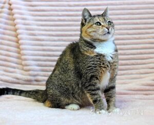 Кошка Катя приют Беригиня