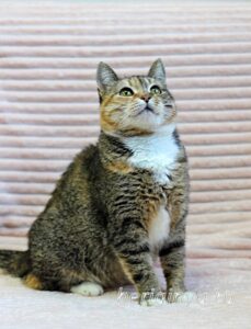 Кошка Катя приют Беригиня