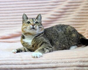 Кошка Катя приют Беригиня