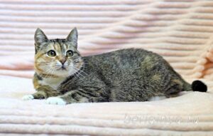 Кошка Катя приют Беригиня