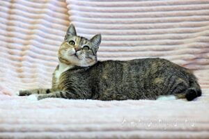 Кошка Катя приют Беригиня