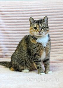 Кошка Катя приют Беригиня