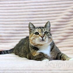 Катя