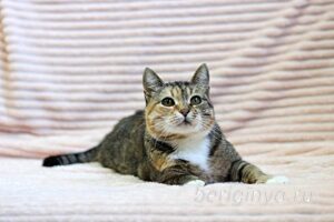 Кошка Катя приют Беригиня