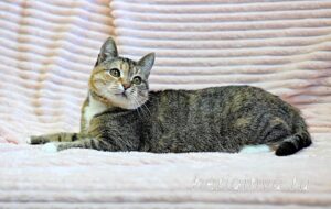 Кошка Катя приют Беригиня